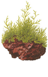 003 YLS Java Moslian volcanic stone Taxiphyllum barbieri